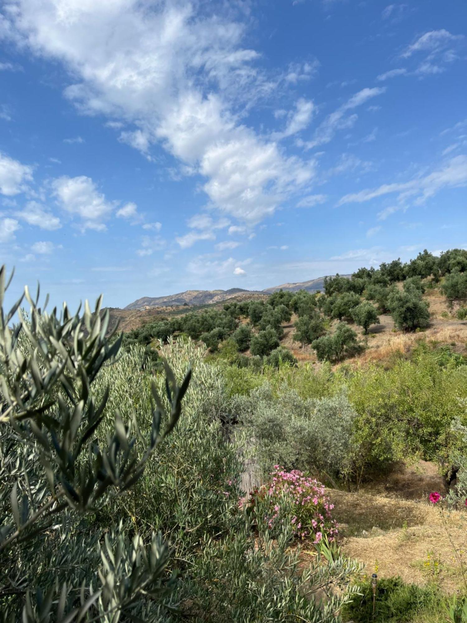 Cortijo Alhijra Big Yourte 란야론 외부 사진